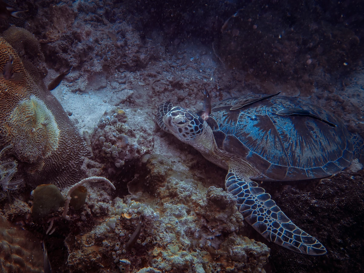 Green turtle